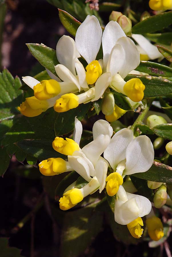 Polygaloides (=Polygala) chamaebuxus / Poligala falso-bosso